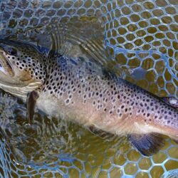 ラインブレイク頻発　～岡崎トラウトポンド～